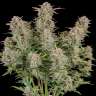 семена конопли купить онлайн Auto Fast Bud #2 feminised
семена конопли купить онлайн Auto Fast Bud #2 feminised
