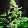 Семена конопли Auto Fast Bud #2 feminised Ganja Seeds Семена конопли Auto Fast Bud #2 feminised Ganja Seeds