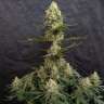 семена конопли интернет магазин Critical Jack feminised Ganja Seeds семена конопли интернет магазин Critical Jack feminised Ganja Seeds