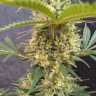 семена конопли f1 в оригинальной упаковке Critical Jack feminised Ganja Seeds семена конопли f1 в оригинальной упаковке Critical Jack feminised Ganja Seeds
