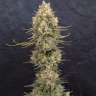 семена конопли в фирменной упаковке Critical Jack feminised Ganja Seeds семена конопли в фирменной упаковке Critical Jack feminised Ganja Seeds