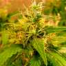 Семена конопли Critical Jack feminised Ganja Seeds Семена конопли Critical Jack feminised Ganja Seeds