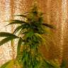 Семена марихуаны Critical Jack feminised Ganja Seeds Семена марихуаны Critical Jack feminised Ganja Seeds