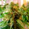 Семена каннабиса Critical Jack feminised Ganja Seeds Семена каннабиса Critical Jack feminised Ganja Seeds