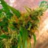 Качественные семена конопли Critical Jack feminised Ganja Seeds Качественные семена конопли Critical Jack feminised Ganja Seeds