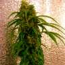 Недорогие семена конопли Critical Jack feminised Ganja Seeds Недорогие семена конопли Critical Jack feminised Ganja Seeds