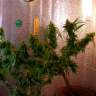 Семена конопли оптом Critical Jack feminised Ganja Seeds Семена конопли оптом Critical Jack feminised Ganja Seeds