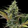 семена конопли Auto Lemon Haze feminised Ganja Seeds семена конопли Auto Lemon Haze feminised Ganja Seeds