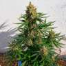 семена каннабиса Auto Lemon Haze feminised Ganja Seeds семена каннабиса Auto Lemon Haze feminised Ganja Seeds