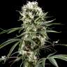 семена марихуаны Auto Lemon Haze feminised Ganja Seeds семена марихуаны Auto Lemon Haze feminised Ganja Seeds