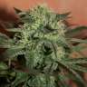 семена конопли Auto Lemon Haze семена конопли Auto Lemon Haze