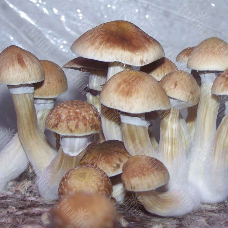 B_8.750 B+ | Cpori Gribov | Magazin GanjaSeeds B+ купить качественные отпечатки псилоцибиновых грибов B+