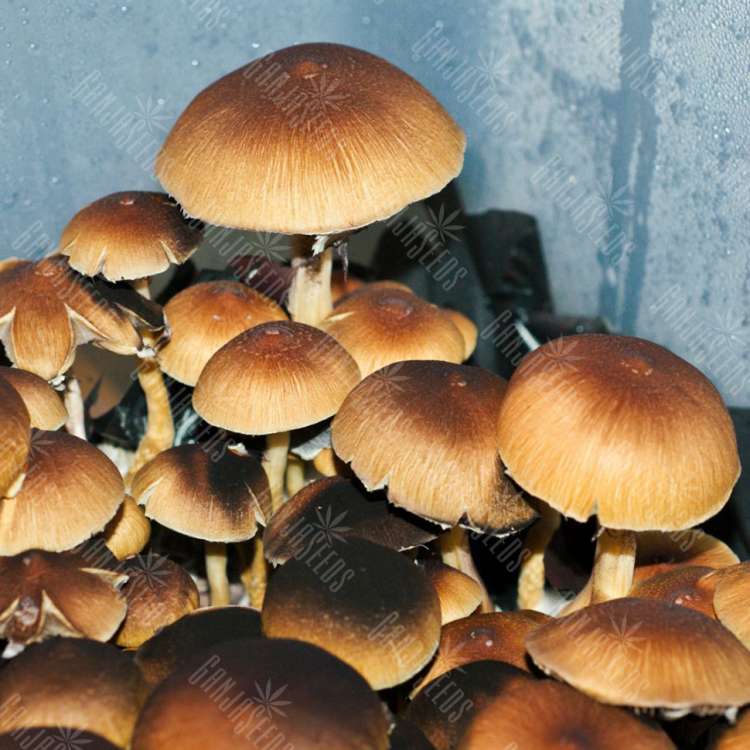 Brasil.750 Brasil | Cpori Gribov | Magazin GanjaSeeds Brasil заказать качественные споры псилоцибиновых грибов Brasil