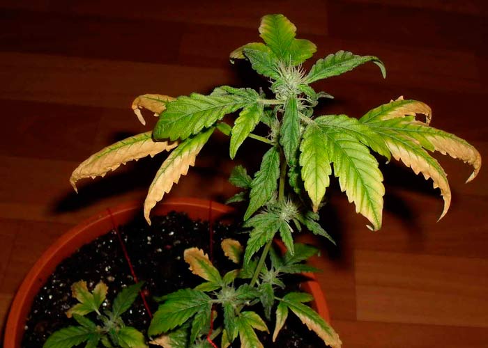 Почему сохнут кончики листьев у марихуаны михайлов конопля