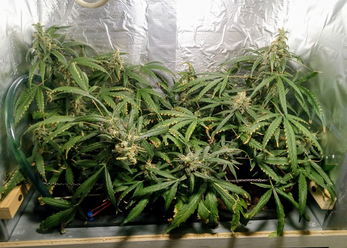 Тактика вирощування марихуани з використанням аквапоніки