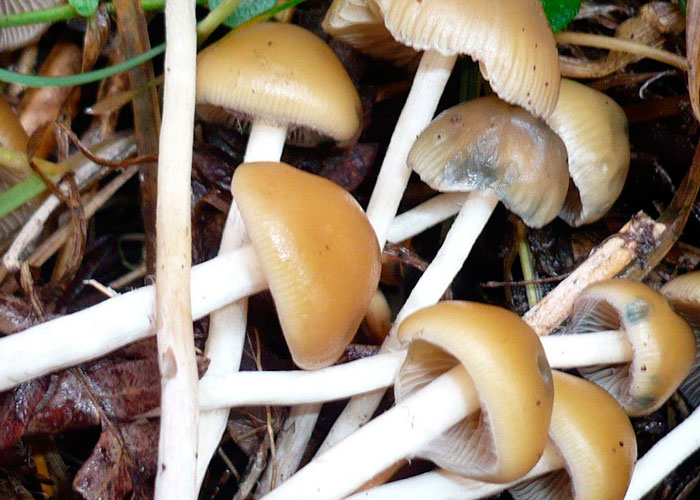 «Xoconacatl»: «волшебные» шарики из грибов