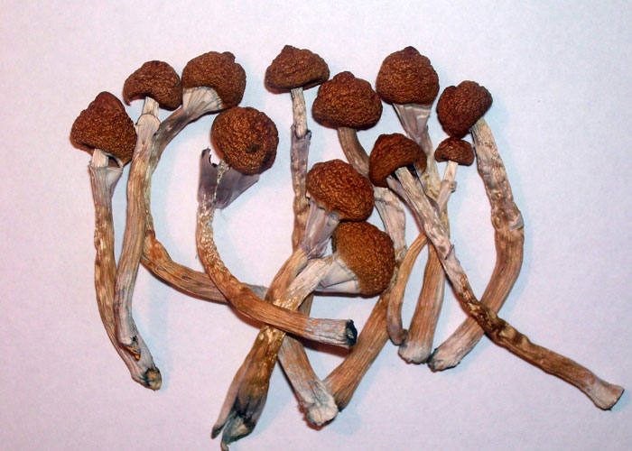 Как употребляют грибы Psilocybe cubensis