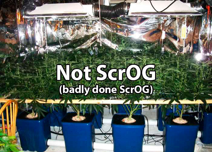 Найчастіші помилки ScrOG