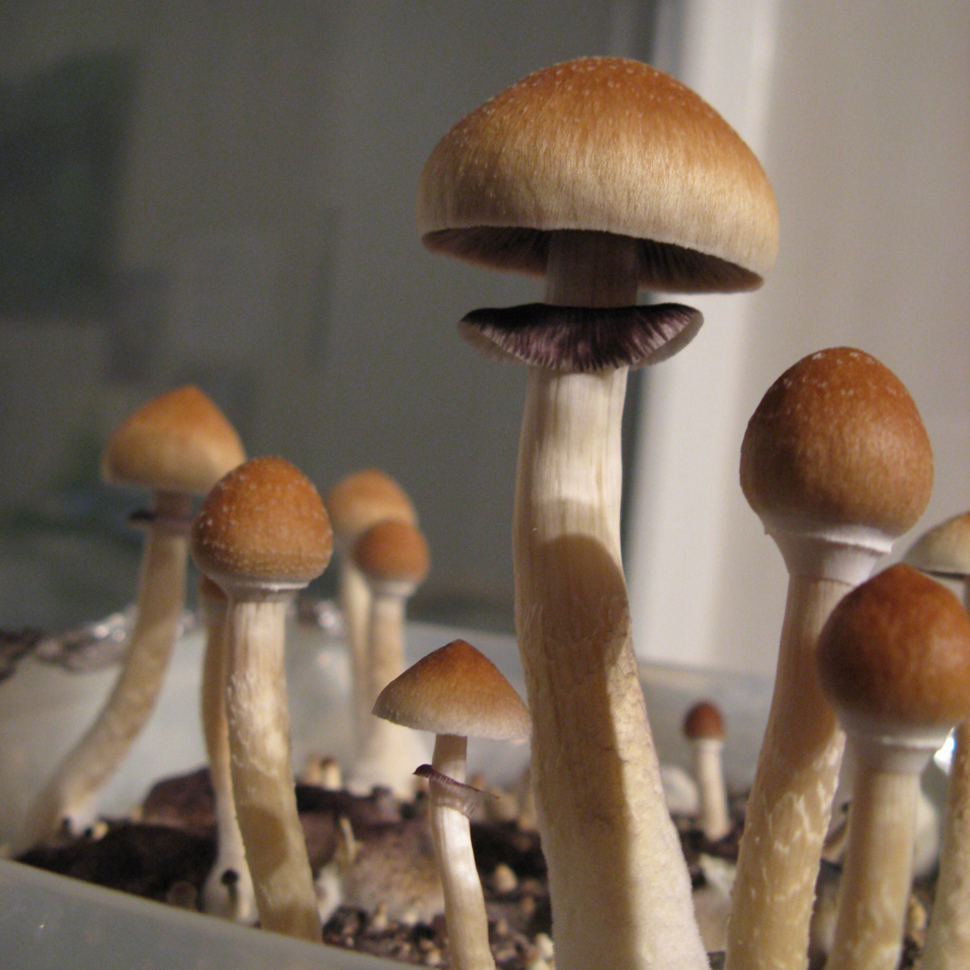 Спори галюциногенних грибів