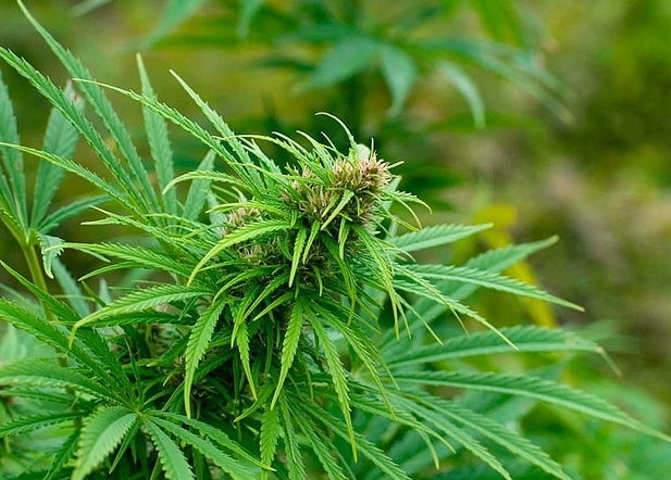 Де посадити насіння під час аутдорного вирощування марихуани?