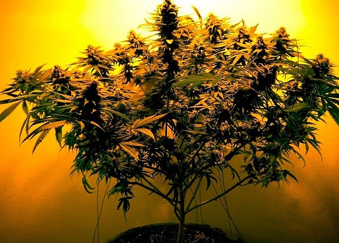 Основні принципи простого та правильного поливу рослин марихуани