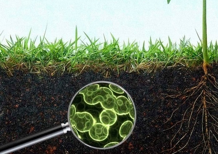 Навіщо потрібні мікроорганізми у ґрунті