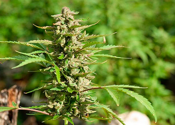 Що ще впливає на розвиток марихуани?