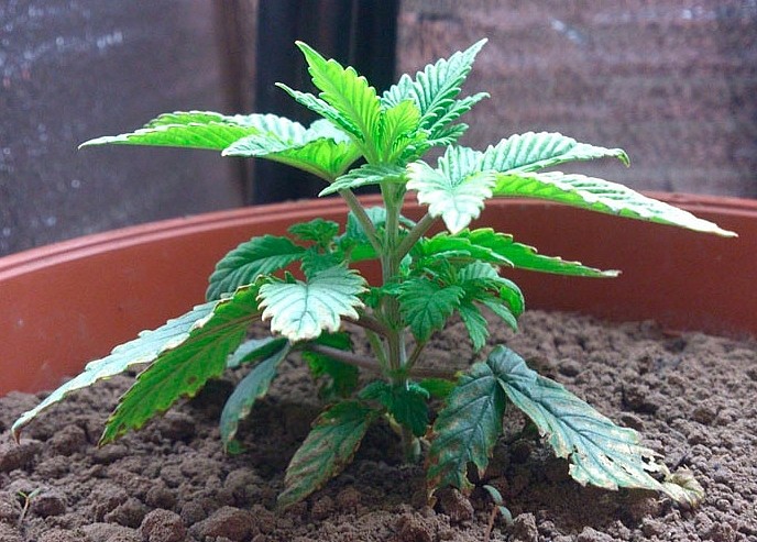 Болезни листьев марихуаны - Семяныч