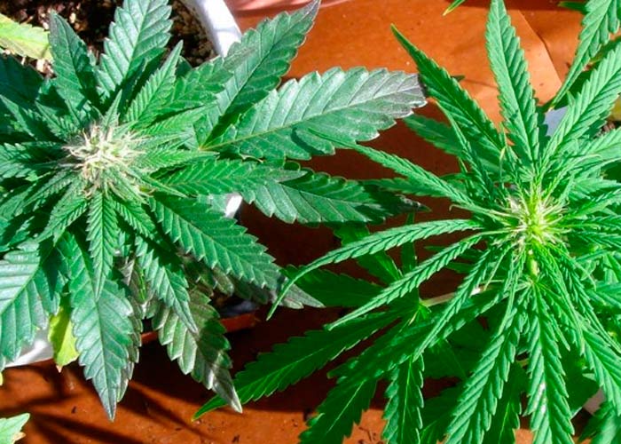 как долго растет марихуана