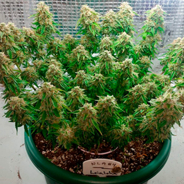 Комнатные сорта марихуаны выращивание марихуаны в домашних условиях гидропоника