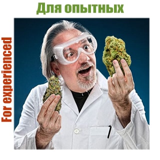 Насіння конопель для досвідчених гроверів Насіння конопель для досвідчених гроверів