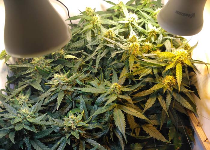 Правильное выращивание коноплю марихуана экстази