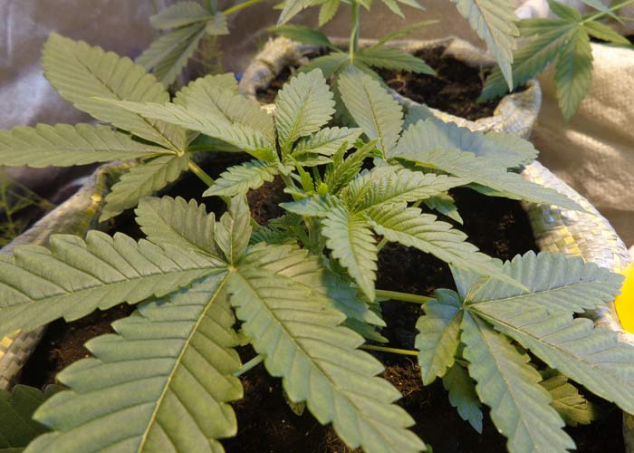 Cannabis indica (стадія вегетативного росту)