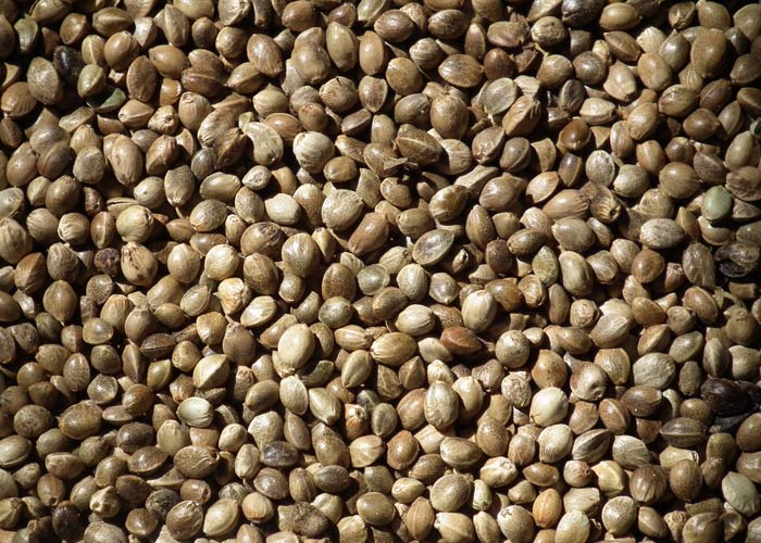 Семена конопли на посадку как долго прорастают семена марихуаны