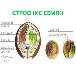 семена конопли