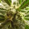 купить семена сортовой конопли Train Wreck feminised купить семена сортовой конопли Train Wreck feminised