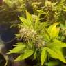 заказать семена конопли наложенным платежом Amnesia feminised