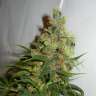 купить семена конопли для курения Amnesia feminised