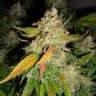 семена конопли индика Auto Big Bud feminised GanjaLiveSeeds семена конопли индика Auto Big Bud feminised GanjaLiveSeeds