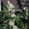 заказ семян конопли Cookies Kush feminised Barneys Farm заказ семян конопли Cookies Kush feminised Barneys Farm