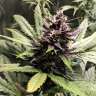 семена конопли в украине Auto Devil Cream feminised
 семена конопли в украине Auto Devil Cream feminised