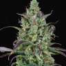 семена конопли мощных сортов Auto Devil Cream feminised
 семена конопли мощных сортов Auto Devil Cream feminised
