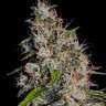 мощные семена конопли Auto Devil Cream feminised
 мощные семена конопли Auto Devil Cream feminised
