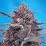 Качественные семена конопли Auto Devil Cream feminised Ganja Seeds Качественные семена конопли Auto Devil Cream feminised Ganja Seeds