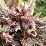 Семена каннабиса Auto Devil Cream feminised Ganja Seeds Семена каннабиса Auto Devil Cream feminised Ganja Seeds