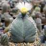 Семена кактуса Astrophytum MIX Семена кактуса Astrophytum MIX