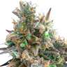 Семена Auto Royal Bluematic feminised Ganja Seeds недорого Семена Auto Royal Bluematic feminised Ganja Seeds недорого