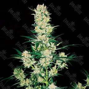 Jack Herer feminised Ganja Seeds насіння купити, ціни поштучно в
