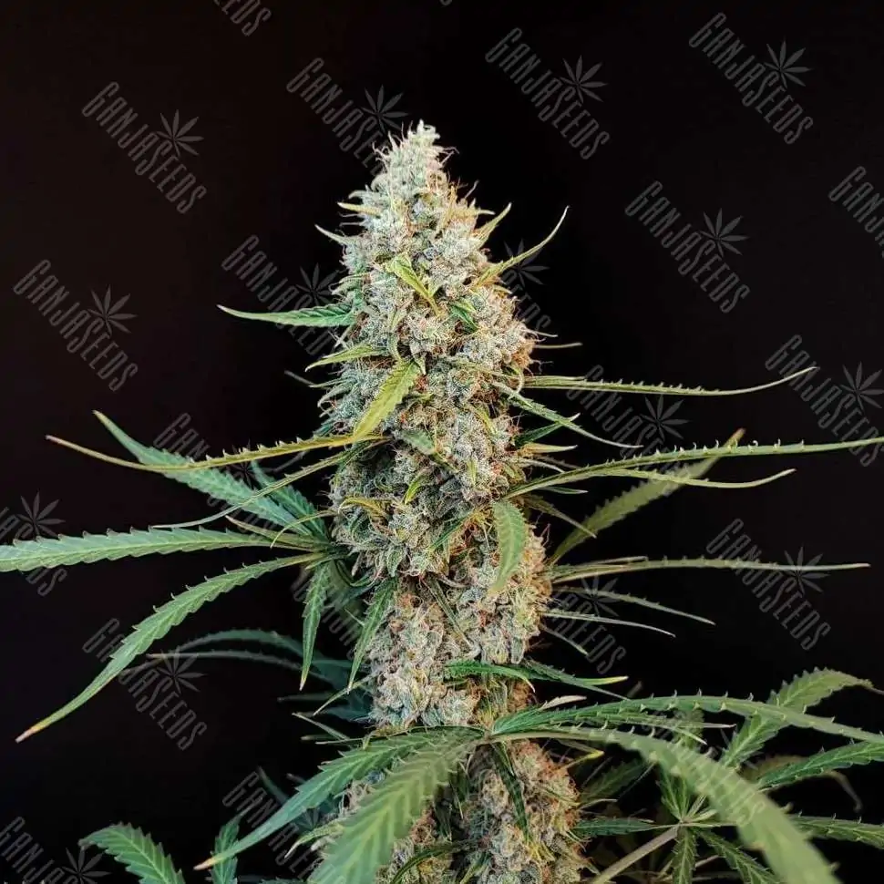 Lemon Zkittle feminised Dutch Passion Seeds семена купить, цены