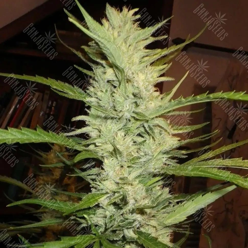 Super Lemon Haze feminised Ganja Seeds семена купить, цены